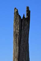 [#882] tr�p�le, bl� himmel