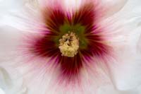 [#013h] hibiskus, st�ndare, pistill, makro, r�d