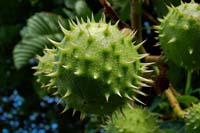 [#014h] kastanj, h�stkastanj, (Aesculus hippocastanum), makro, gr�n