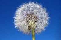 [#0890] maskros, boll, maskrosboll, fr�n, fr�s�ttning, biotop, biotoper, makro, bl� himmel