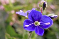 [#0945] bl� blomma, makro