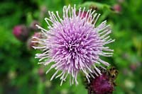 [#0975] rosa, gr�nt, makro