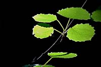 [#1371s] aspl�v, kvist, diagonal, solbelyst, gr�nt, makro, gr�n