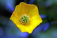 [#1496n] Sm�rblomma, gul