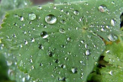 [#1505s] blomblad, daggdroppar, vattendroppar, makro, gr�n