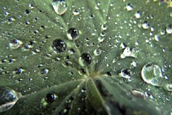 [#1514s] blomblad, daggdroppar, vattendroppar, makro, gr�n