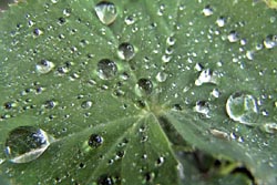 [#1516s] blomblad, daggdroppar, vattendroppar, makro, gr�n