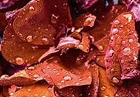 [#1520n] Ros, regndroppar, vattendroppar, r�d, klarr�d