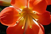 [#1568n] orange, st�ndare, st�ndarknappar, makro