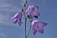 [#1592s] Bl�klocka, bl� himmel