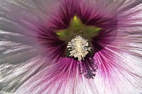 [#1596s] hibiskus, blomma, makro, r�d, vit