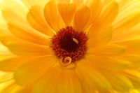 [#1612s] Blomma, makro, gul