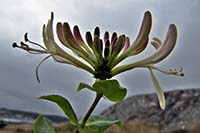 [#1653s] kaprifol, landskapsblomma, makro, berg