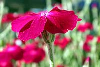 [#1706n] r�d blomma, makro