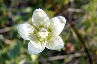 [#2122s] polarnarv, vit fj�llblomma, makro