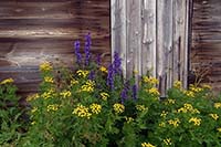 [#2477s] renfana, gul, husv�gg, tr�hus