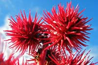 [#376c] taggig och r�d, makro, bl� himmel