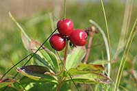 [#456c] r�da b�r p� fj�llet, r�d, gr�n, makro