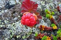 [#652c] hjortron, mossa, r�d, gr�n, gul