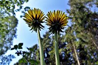 [#728s] Maskrosor, gula, gult, gr�nt, underifr�n, tr�d, makro