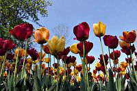 [#734s] Tulpaner, gula, r�da, bl� himmel