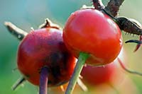 [#772h] nypon, r�d, r�da, makro, gr�nt