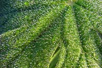 [#798h] blomblad, dagg, daggdroppar, makro, gr�n