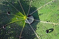 [#802h] blomblad, dagg, daggdroppar, makro, gr�n