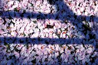 [#302c] Blad, japanska k�rsb�rstr�d