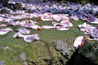 [#303c] Blad, japanska k�rsb�rstr�d