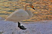 [#014s] S�ngsvan, solnedg�ng, gul, guld, vinter, is, sn�, fotsp�r, vatten