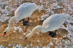 [#015s] Kn�lsvan och S�ngsvan, vinter, is, havre, �ter, �ta, mat