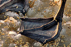 [#016s] Svanf�tter, vinter, is