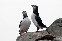 [#1085s] Lunnef�gel, Lunnef�glar, berg, klippa, svart, vit, svart/vit, orange, n�bb, humor