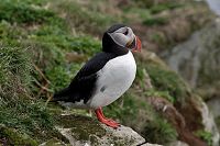 [#1095s] Lunnef�gel, berg, klippa, orange, n�bb