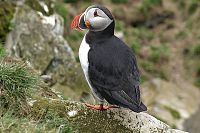 [#1100s] Lunnef�gel, berg, klippa, orange, n�bb