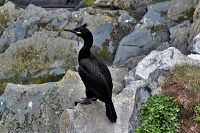 [#1105s] Toppskarv, Skarv, berg, klippa, svart, gul, gr�nt