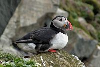 [#1110s] Lunnef�gel, berg, klippa, orange, n�bb