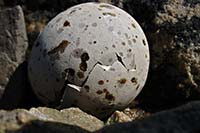 [#1141] �gg, f�gel�gg, skal, spricka, kl�ckt, prickig, prickigt, fl�ckigt