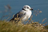 [#2212s] Tret�ig m�s, unge, hav, bl�tt