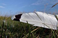 [#2240s] M�sfj�der, bl� himmel, f�gelfj�der, gr�nt gr�s