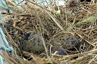 [#2291s] M�s�gg, f�gelbo, gr�s