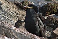 [#302h] skarv med unge, svart, berg, brant, n�bb, n�bbar