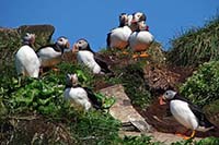 [#337h] Lunnef�glar, Fratercula arctica, gemenskap, bl� himmel, gr�nska, gr�nt gr�s, �tta