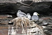 [#466] Tret�ig m�s med ungar, berg