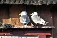 [#488s] Tret�iga m�sar, husv�gg, tak, solsken, orange, r�d