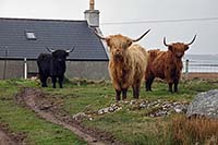 [#688] skotsk h�glandsboskap, Highland Cattle, h�glandsko, stora horn, l�ngh�rig