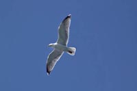 [#798s] M�s mot bl� himmel, flygande, frihet