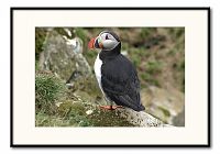 [#1100s] Lunnef&aring;gel