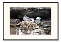 [#466] Tret&aring;ig m&aring;s